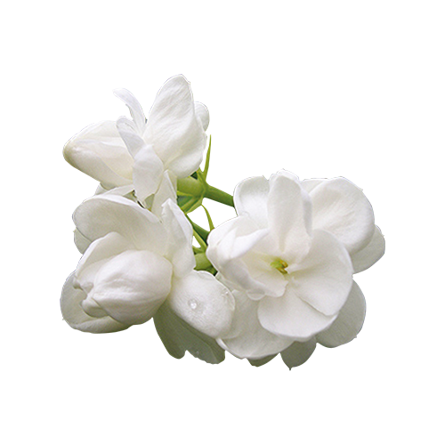 Jasmine